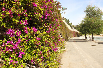 A stone wall completely entwined with green vegetation with bright pink flowers. Spring flowering, bright colors. The beauty of wildlife. Photo taken in Villefranche-sur-Mer.