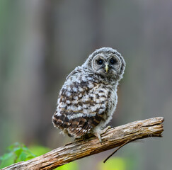 Barred Owlet Fledgling on Log Closeup Portrait