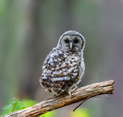 Barred Owlet Fledgling on Log Closeup Portrait