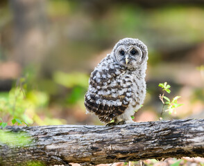 Barred Owlet Fledgling on Log Closeup Portrait