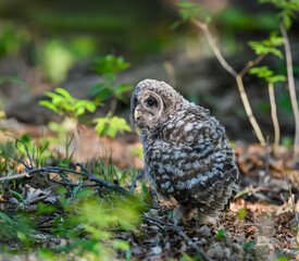 Barred Owlet Fledgling on the Ground, Portrait