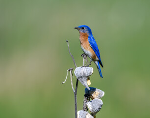 Male Eastern Bluebird Perched on Dried Milkweed on Green Background