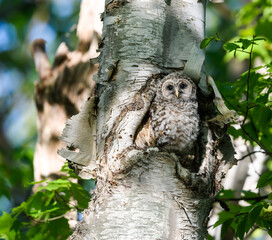 Obraz premium Barred Owlet in the Nest, Portrait