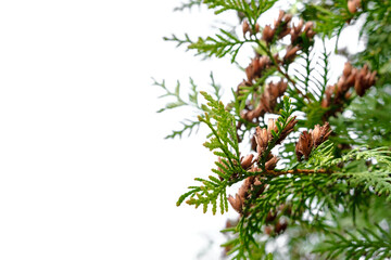 Spring flowering young thuja with small brown flowers on a white background. On the left is a white space for copyspace.