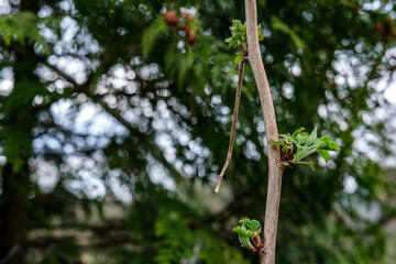 A thin branch of raspberries on which young spring leaves blossom. Left copyspace.