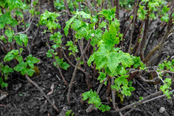 Young green leaves on a gooseberry bush. Spring plant with blooming leaves.