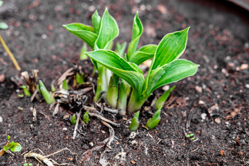 Young green leaves of the host plant (flower) are just beginning to open and crawl out of the soil.