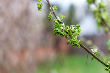 Thin branch of currant with young blossoming leaves and buds of future flowers.