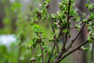 Currant branches with young green leaves and buds of future flowers.