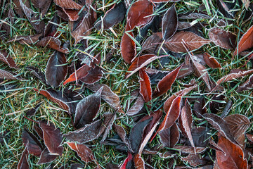Cold winter morning. Frost on leaves. Leaf covered ground with ice. 