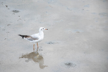 seagull on the beach