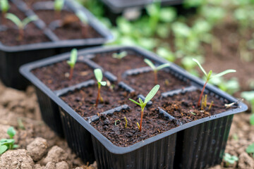 Sprouted seedlings of flowers (marigolds) in seedlings in six plants.