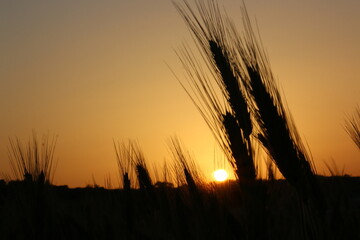 Beautiful Idyllic Peaceful Landscape Image of the Sun Setting Down between Wheat Grains in a Rural Countryside Field on a Summer or Autumn Day.