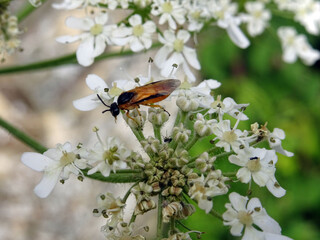 Insecte et fleurs blanches