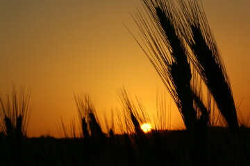Beautiful Idyllic Peaceful Landscape Image of the Sun Setting Down between Wheat Grains in a Rural Countryside Field on a Summer or Autumn Day.