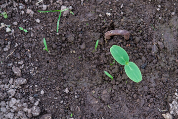 Young cucumber seedlings planted in the ground in a greenhouse.