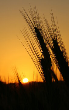 Beautiful Idyllic Peaceful Landscape Image of the Sun Setting Down between Wheat Grains in a Rural Countryside Field on a Summer or Autumn Day.