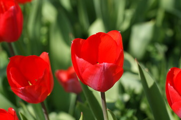 Naklejka premium Tulpen im Frühjahr