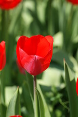 Tulpen im Frühjahr
