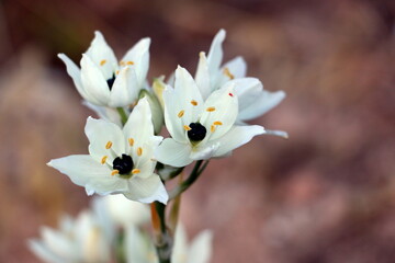 White Flower Close-up Ornithogalum Arabicum, Arabian Star Flower, Latge Star of Bethlehem....