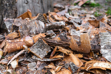 Birch bark closeup, lies on the grass.
