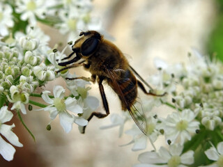 Abeille et fleurs blanches