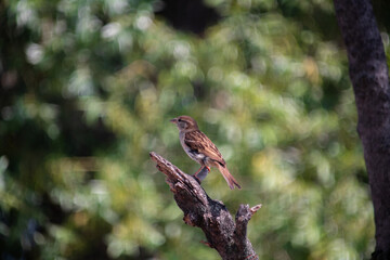 Brown sparrow on a three, with bokeh background
