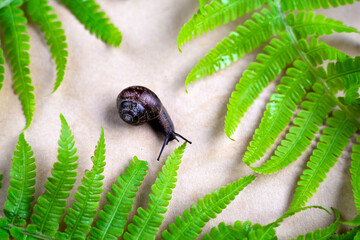 a snail with elongated horns with a shell among the leaves of a young fern on a sandy background. ...