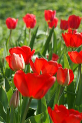 Tulpen im Frühjahr