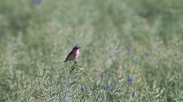 One male whinchat bird perched on top of withered rape plants in an agricultural field carrying a caught mosquito in his beak on a windy summer day.