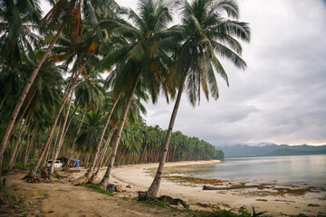 Empty tropical beach in cloudy weather. There are several coconut trees in the foreground, and a lot of trees at the background.
