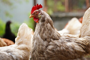 A white hen walks in a pen. Chickens search for grain while walking in a paddock on a farm