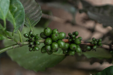 Green coffee bean in tree in mountainous area
