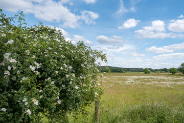 Heckenrose oder Hundsrose (Rosa canina)