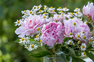 Pfingstrosen (Paeonia) und Kamille