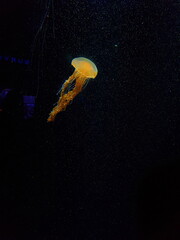 jellyfish in the night