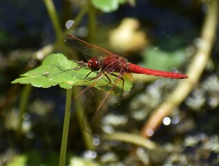 A male cardinal meadowhawk (Sympetrum illotum) alights on a leaf of floating marsh pennywort on the margin of Pinto Lake in Watsonville, California.