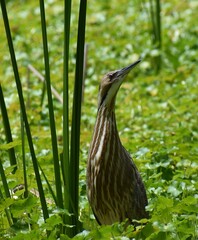 An American bittern (Botaurus lentiginosus) standing among floating marsh pennywort and next to some tall reeds in a corner of Pinto Lake in California.