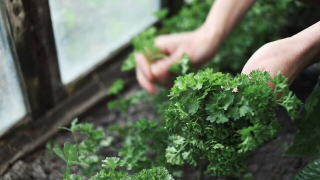 woman picking parsley homegrown food