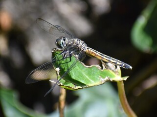 A female blue dasher dragonfly (Pachydiplax longipennis) alights on a leaf near Pinto Lake in Watsonville, California.