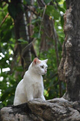 Gato blanco sobre las rocas