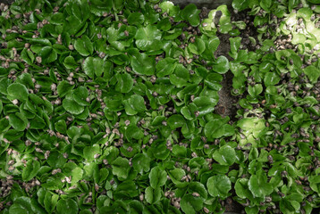Seedbed of coffee plants ready for planting