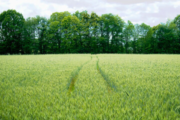 Grain field on the edge of the forest