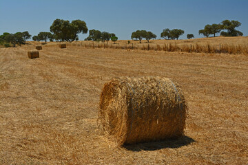 Dry straw roll in the middle of the crop field
