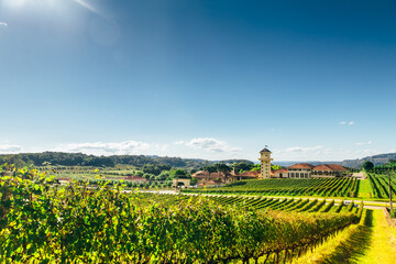 Vineyard of a farm at southern Brazil, Bento Gonçalves, with green grape trees in a valley above a...