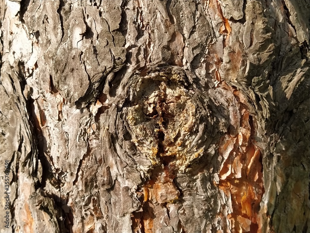 Poster a knot on a tree trunk. a place for breaking a pine branch. circular scales. rough red bark. broken 