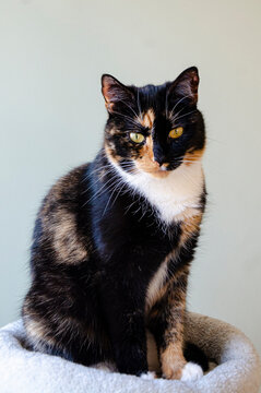 tortie cat looking at camera