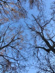 Sky tree
