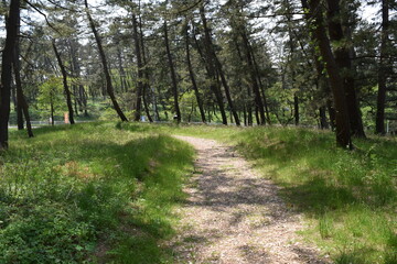 林道 新緑 遊歩道