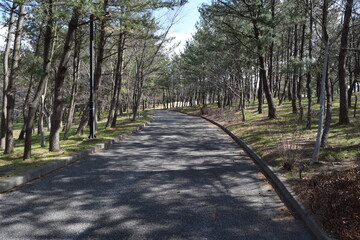 林道 新緑 遊歩道
